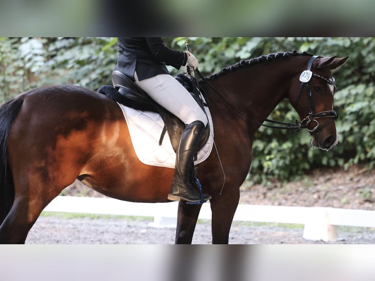 Deutsches Reitpony Stute 6 Jahre 153 cm Brauner in Bönebüttel