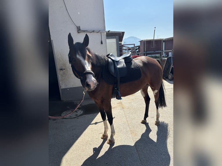 Deutsches Reitpony Stute 6 Jahre 153 cm Brauner in FeldkirchFeldkirch