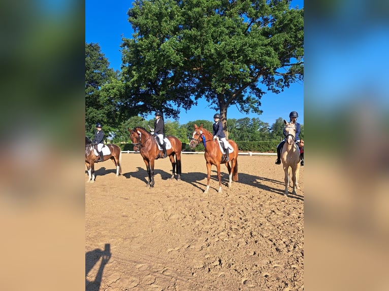 Deutsches Reitpony Stute 6 Jahre 153 cm Fuchs in Burgdorf