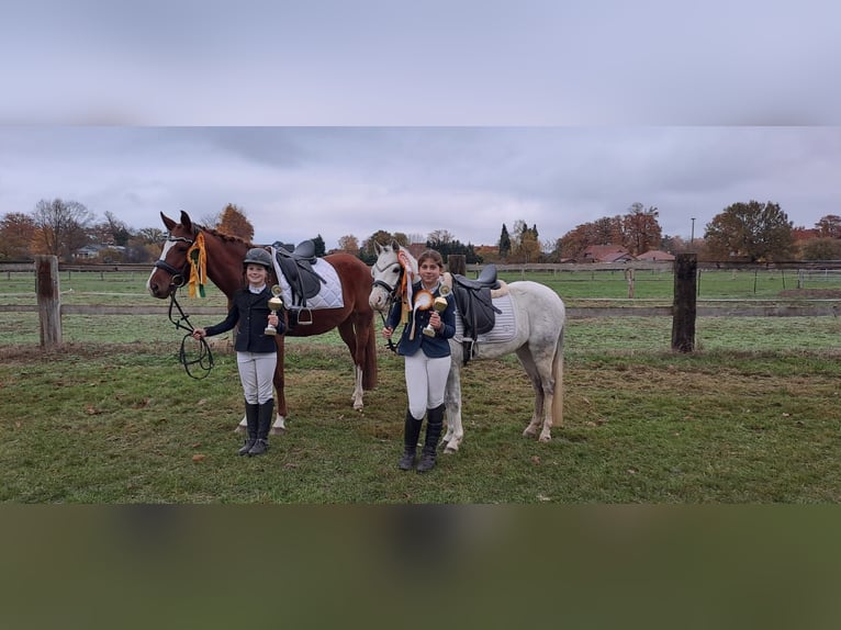 Deutsches Reitpony Stute 6 Jahre 153 cm Fuchs in Burgdorf