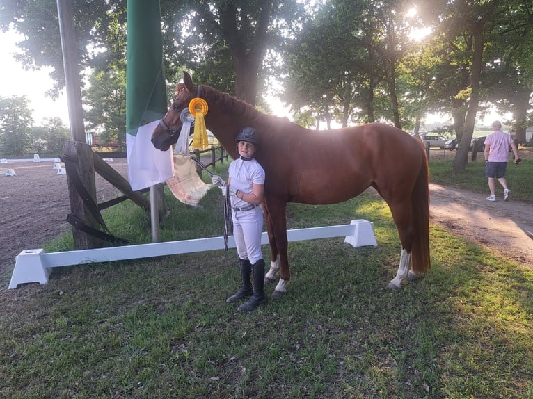 Deutsches Reitpony Stute 6 Jahre 153 cm Fuchs in Burgdorf
