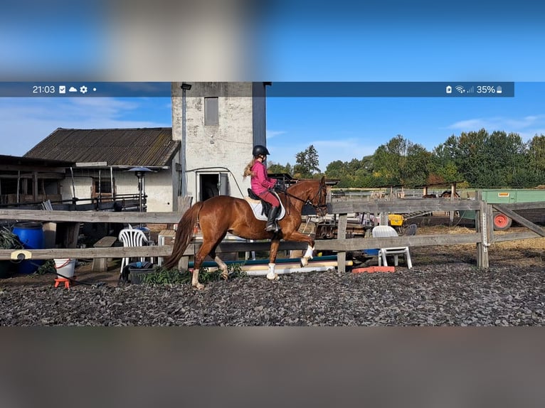 Deutsches Reitpony Stute 6 Jahre 153 cm Fuchs in Burgdorf