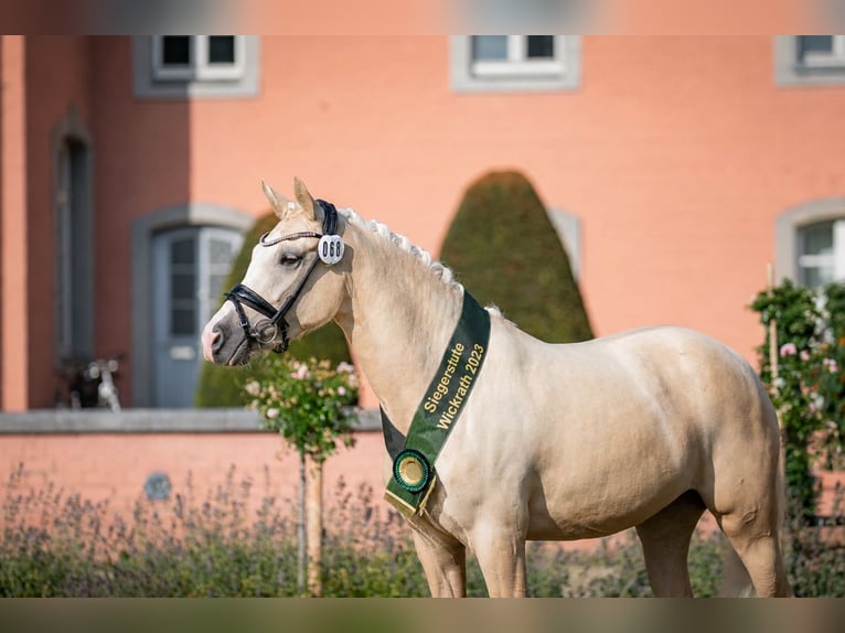 Deutsches Reitpony Stute 6 Jahre 153 cm Palomino in Jüchen