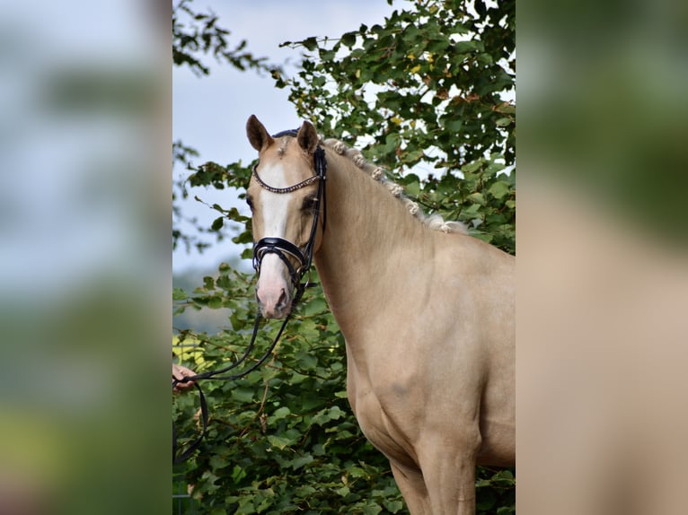 Deutsches Reitpony Stute 6 Jahre 154 cm Palomino in Stuhr