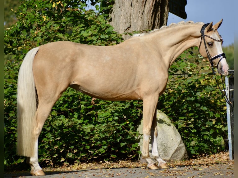 Deutsches Reitpony Stute 6 Jahre 154 cm Palomino in Stuhr