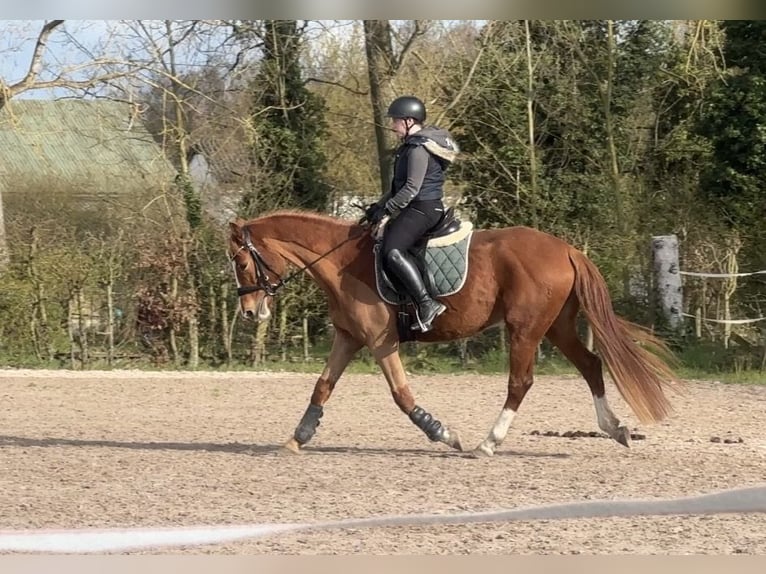 Deutsches Reitpony Stute 6 Jahre 155 cm Fuchs in Billigheim