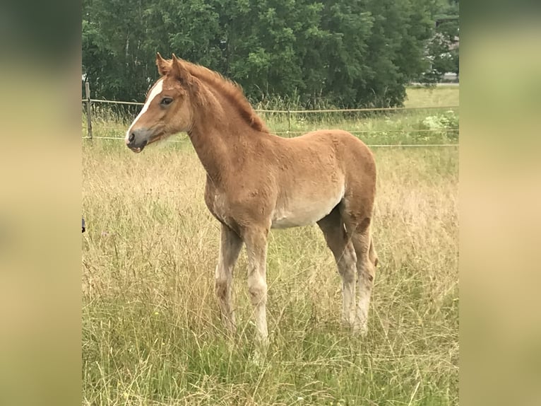 Deutsches Reitpony Stute 6 Jahre 155 cm Fuchs in Billigheim
