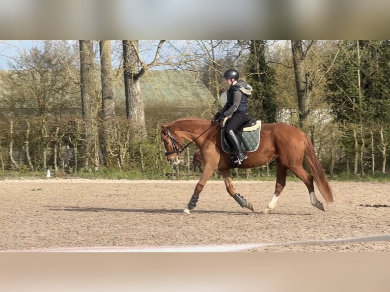 Deutsches Reitpony Stute 6 Jahre 155 cm Fuchs in Billigheim