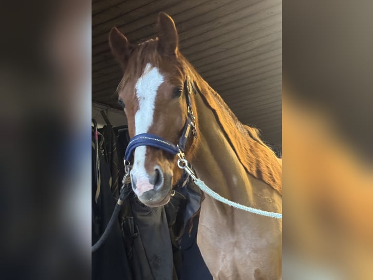 Deutsches Reitpony Stute 6 Jahre 155 cm Fuchs in Billigheim