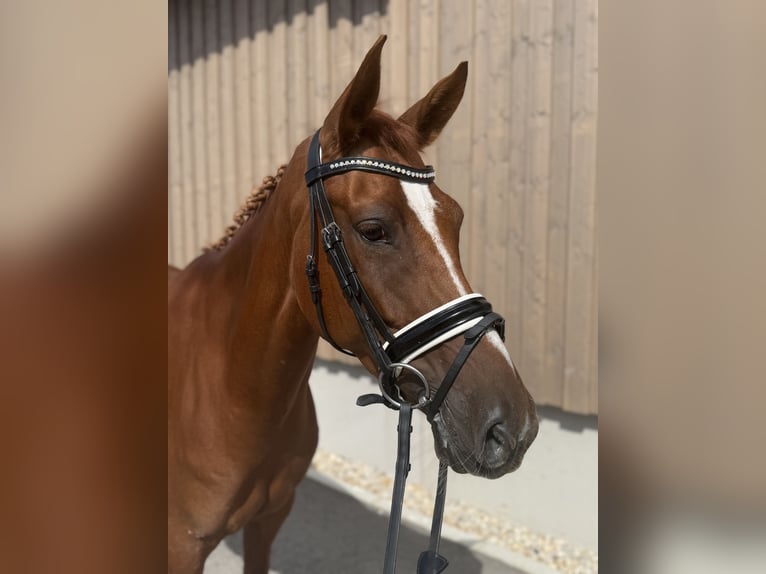 Deutsches Reitpony Stute 6 Jahre 155 cm Fuchs in Gampern