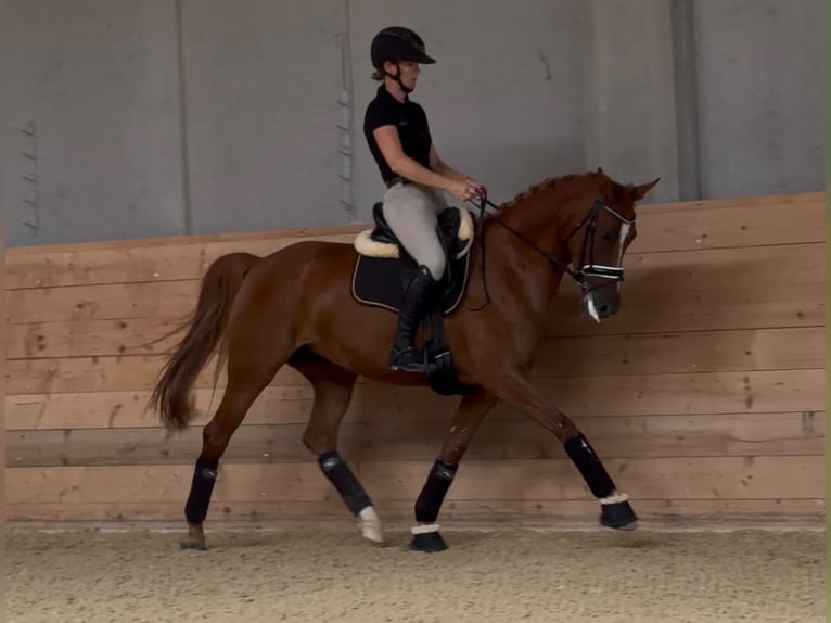 Deutsches Reitpony Stute 6 Jahre 155 cm Fuchs in Gampern