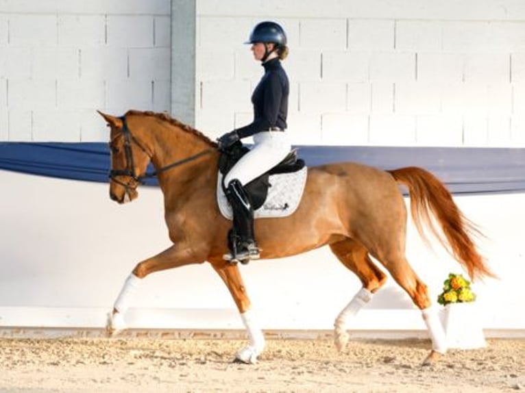 Deutsches Reitpony Stute 6 Jahre 155 cm Fuchs in Gampern