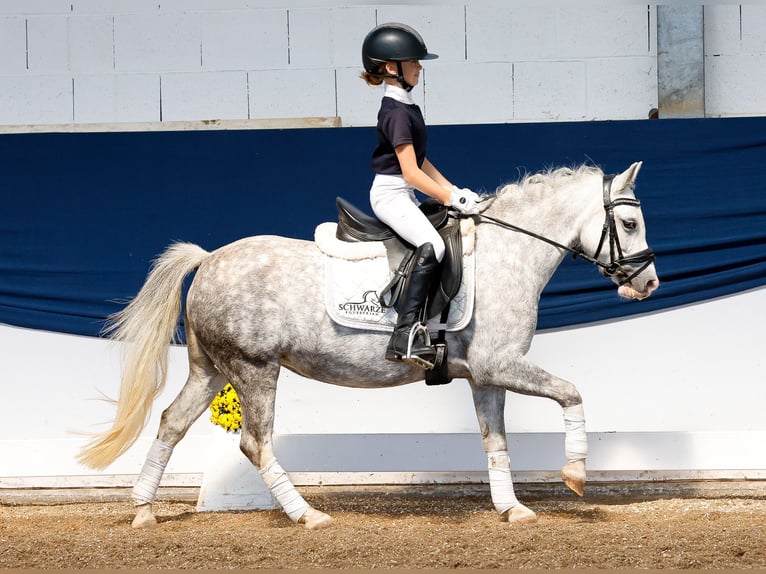 Deutsches Reitpony Stute 7 Jahre 121 cm Schimmel in Marsberg