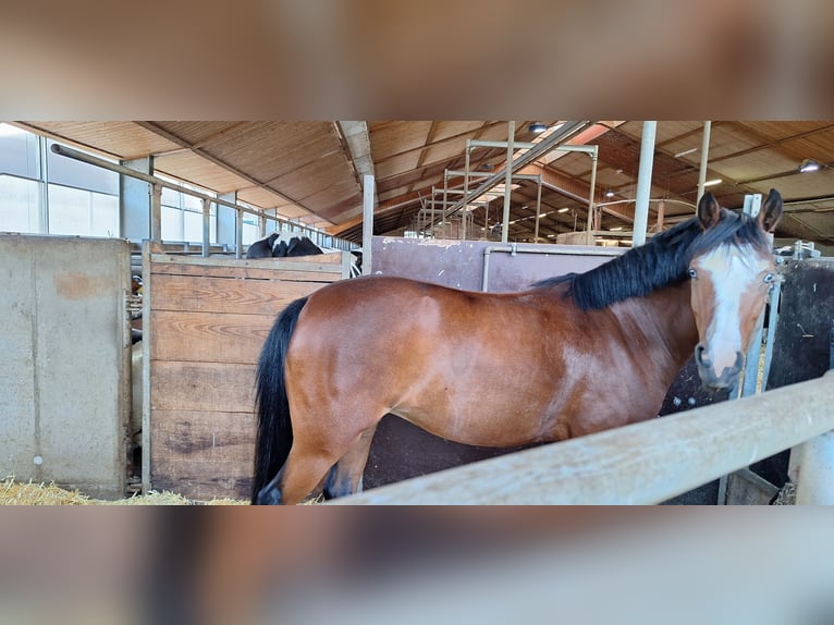 Deutsches Reitpony Stute 7 Jahre 140 cm Brauner in Polsingen