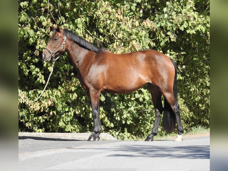 Deutsches Reitpony Stute 7 Jahre 140 cm Brauner in Verl