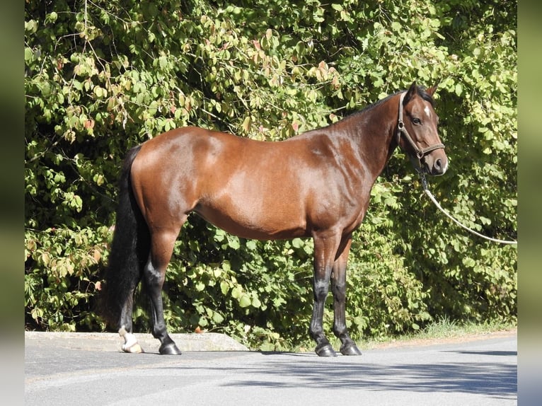 Deutsches Reitpony Stute 7 Jahre 140 cm Brauner in Verl