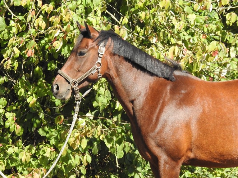 Deutsches Reitpony Stute 7 Jahre 140 cm Brauner in Verl