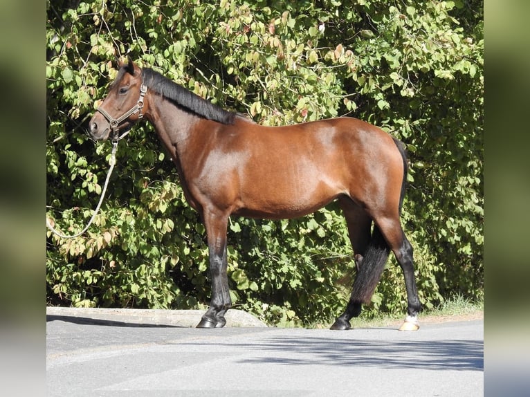 Deutsches Reitpony Stute 7 Jahre 140 cm Brauner in Verl