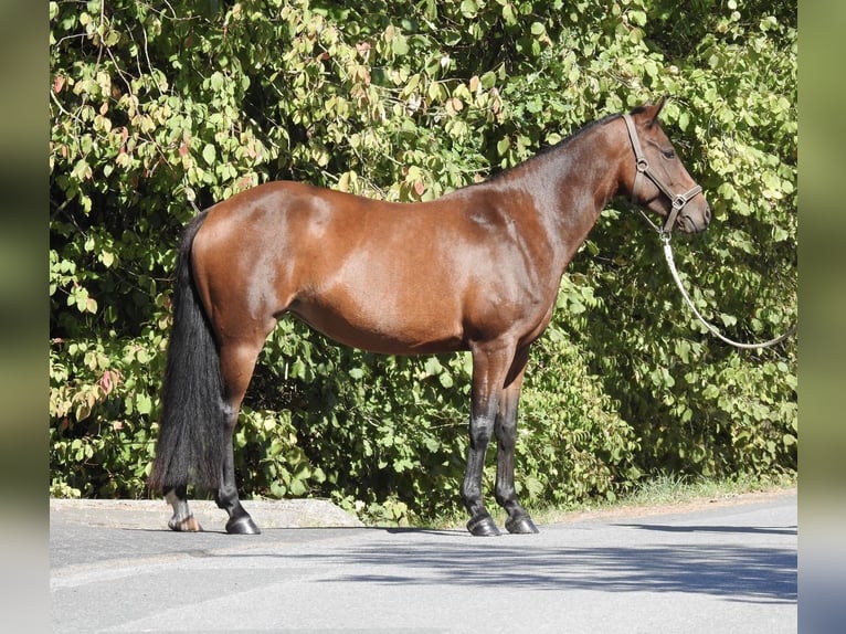 Deutsches Reitpony Stute 7 Jahre 140 cm Brauner in Verl