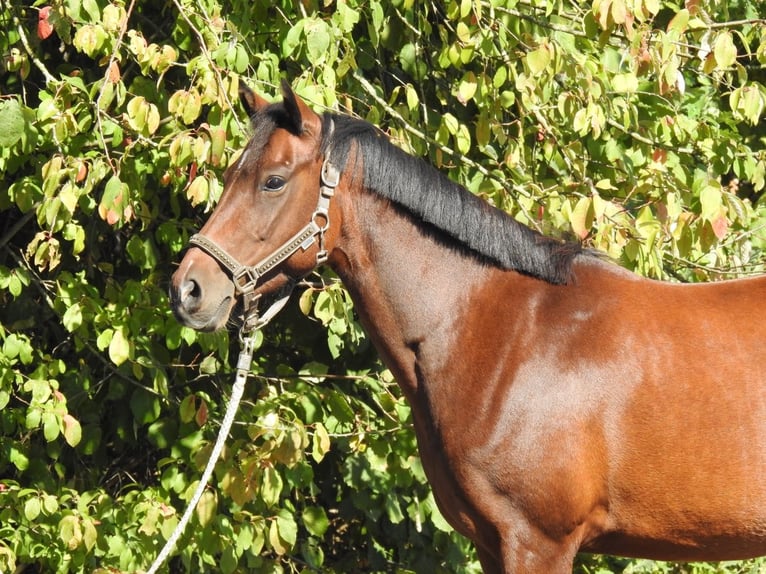 Deutsches Reitpony Stute 7 Jahre 140 cm Brauner in Verl