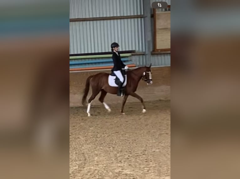 Deutsches Reitpony Stute 7 Jahre 140 cm Hellbrauner in Zülpich