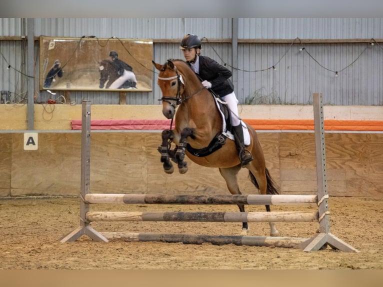 Deutsches Reitpony Stute 7 Jahre 140 cm Hellbrauner in Zülpich