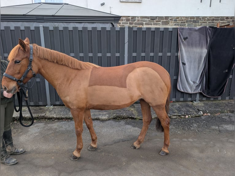 Deutsches Reitpony Stute 7 Jahre 141 cm Fuchs in Morsbach