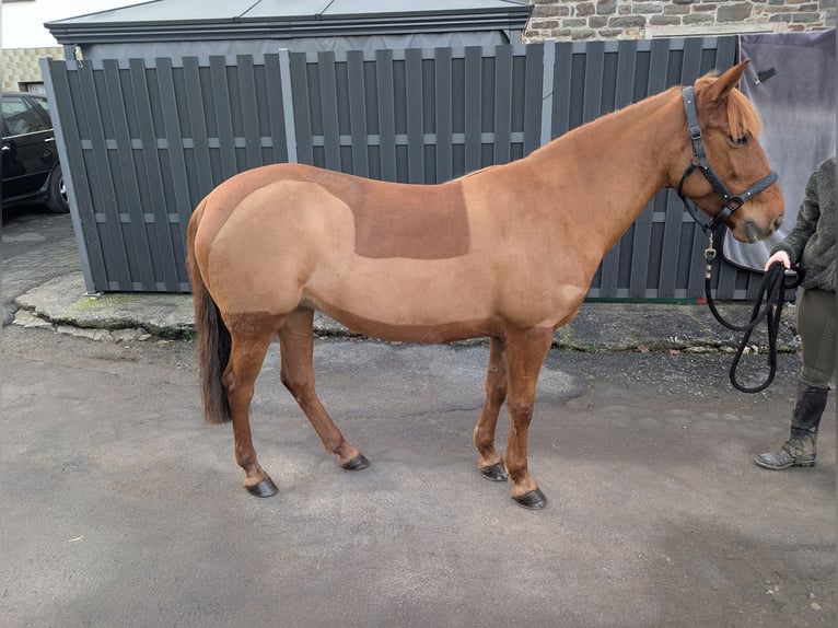 Deutsches Reitpony Stute 7 Jahre 141 cm Fuchs in Morsbach