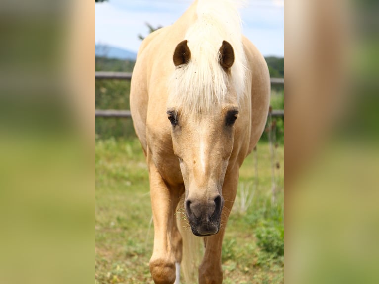 Deutsches Reitpony Stute 7 Jahre 141 cm Palomino in Himberg