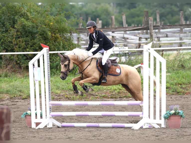 Deutsches Reitpony Stute 7 Jahre 141 cm Palomino in Himberg