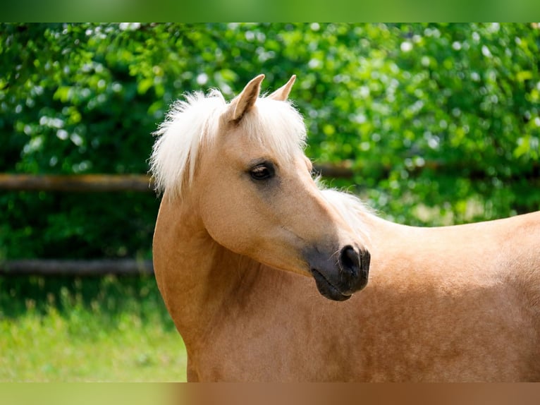 Deutsches Reitpony Stute 7 Jahre 141 cm Palomino in Himberg