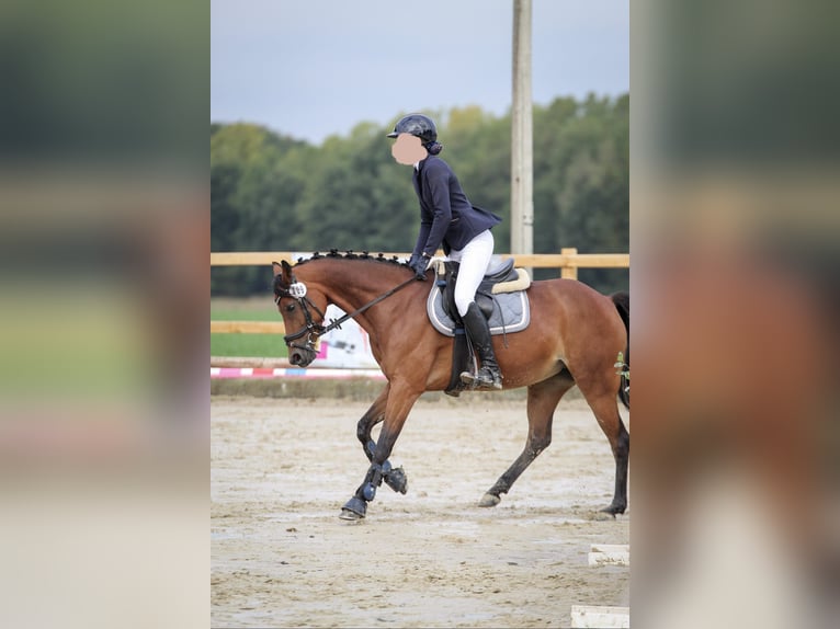 Deutsches Reitpony Stute 7 Jahre 142 cm Brauner in Langenberg