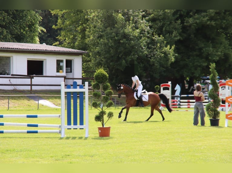 Deutsches Reitpony Stute 7 Jahre 142 cm Brauner in Langenberg