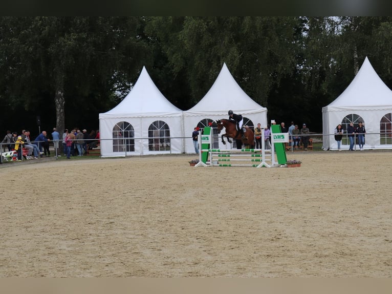 Deutsches Reitpony Stute 7 Jahre 142 cm Brauner in Langenberg