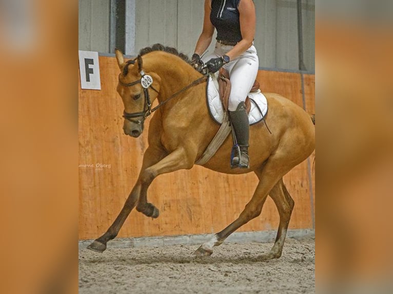Deutsches Reitpony Stute 7 Jahre 142 cm Buckskin in Schuby