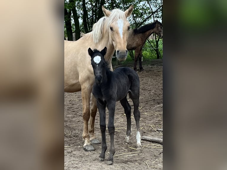 Deutsches Reitpony Stute 7 Jahre 142 cm Dunalino in Neuss