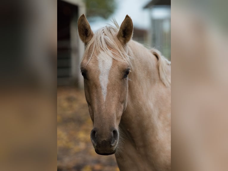 Deutsches Reitpony Stute 7 Jahre 142 cm Dunalino in Neuss