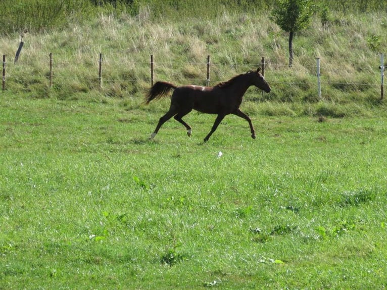 Deutsches Reitpony Stute 7 Jahre 142 cm Fuchs in Hammersedt
