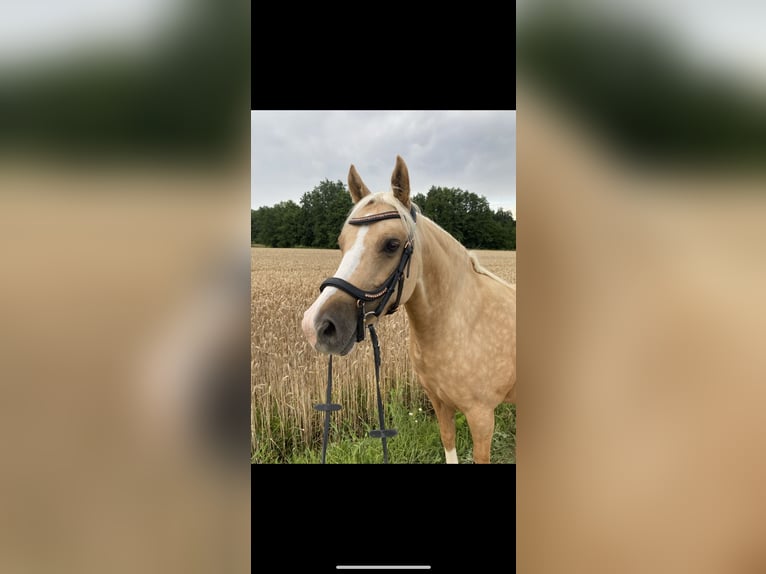 Deutsches Reitpony Stute 7 Jahre 142 cm Palomino in Kematen