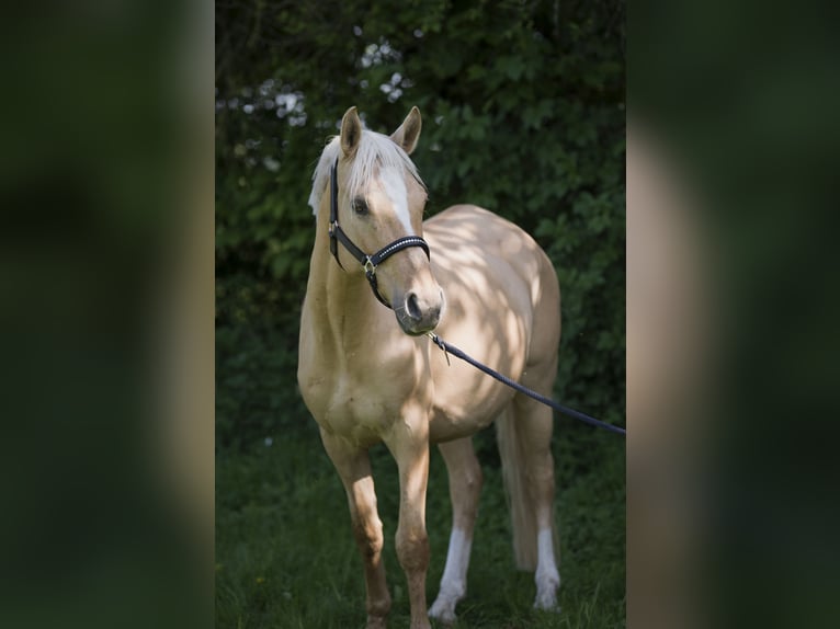Deutsches Reitpony Stute 7 Jahre 142 cm Palomino in Neuss
