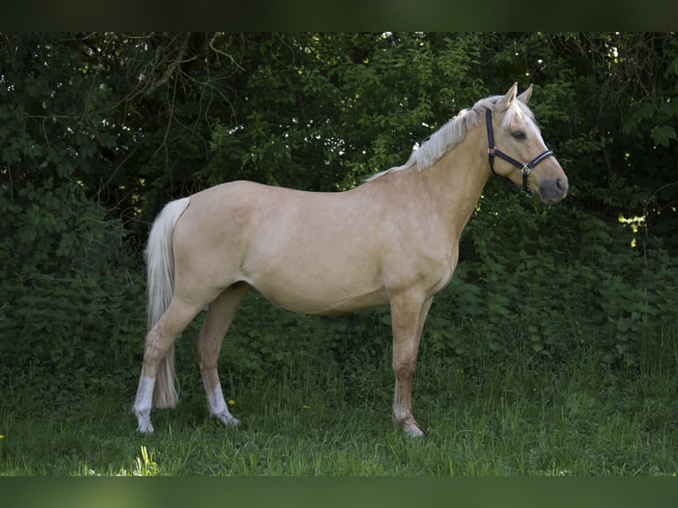 Deutsches Reitpony Stute 7 Jahre 142 cm Palomino in Neuss