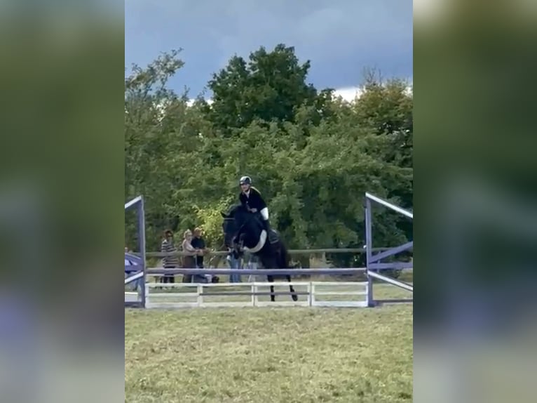 Deutsches Reitpony Stute 7 Jahre 142 cm Rappe in Gera
