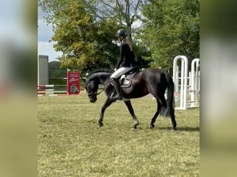 Deutsches Reitpony Stute 7 Jahre 142 cm Rappe in Gera