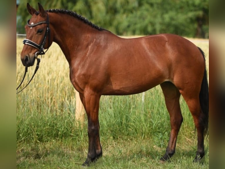 Deutsches Reitpony Mix Stute 7 Jahre 143 cm Brauner in Berlin