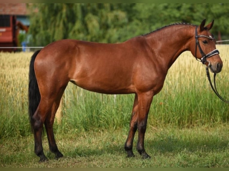 Deutsches Reitpony Mix Stute 7 Jahre 143 cm Brauner in Berlin