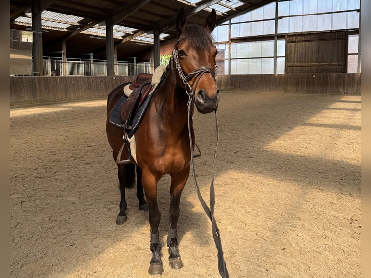 Deutsches Reitpony Mix Stute 7 Jahre 143 cm Brauner in Friesoythe