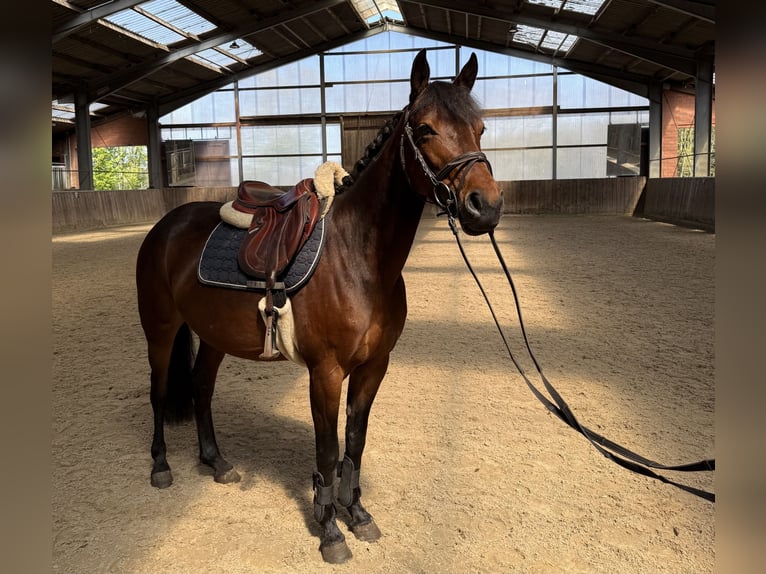 Deutsches Reitpony Mix Stute 7 Jahre 143 cm Brauner in Friesoythe