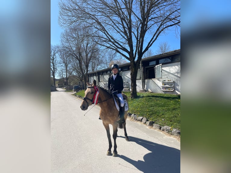 Deutsches Reitpony Stute 7 Jahre 143 cm Falbe in Neuenrade