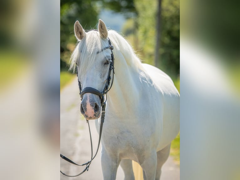 Deutsches Reitpony Stute 7 Jahre 143 cm Schimmel in Burbach