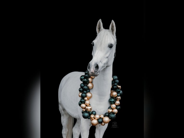 Deutsches Reitpony Stute 7 Jahre 143 cm Schimmel in Burbach